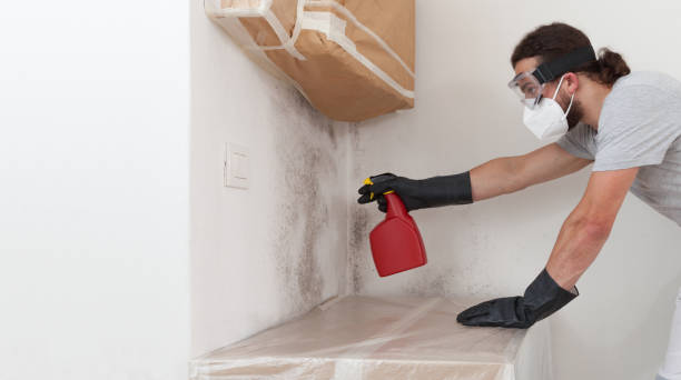 Professional Attic Mold Remediation technician working in Batavia, NY